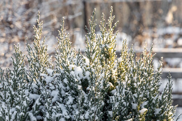 Green juniper branches covered with white fluffy snow are in winter day in the forest