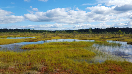 estonia swamp moor landscape nature trail national park