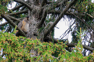 A great horned owl perched in a tree.