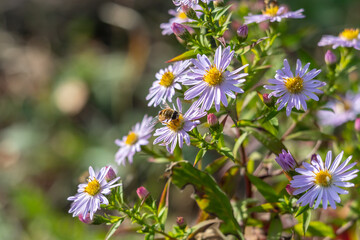 Michaelmas daisy flowers with a bee close up