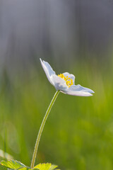 Anemone, windflower, ranunculaceae flower in nature