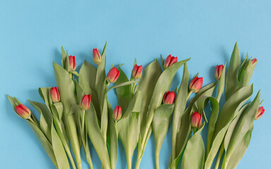 Czerwone, kwitnące tulipany na niebieskim tle