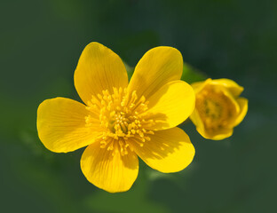 Top view to blossom of marsh marigold, kingcup, Caltha palustris flower