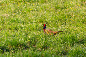 The common pheasant, Phasianus colchicus walking in green grass. Wildlife bird in nature