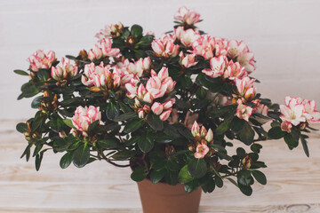 bouquet of pink flowers. Azalea. Home flower. Flowering flowerpot. White background