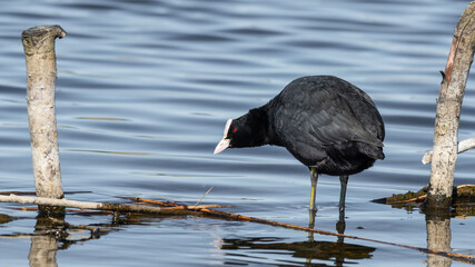 Coot Standing in Shallow Water