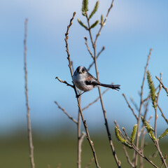 Long Tail Tit Perching on a Twig