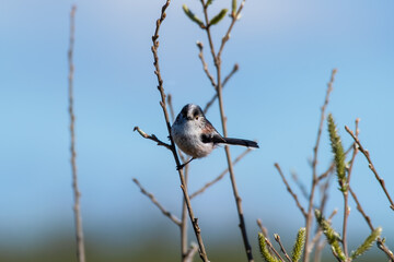 Long Tail Tit Perching on a Twig