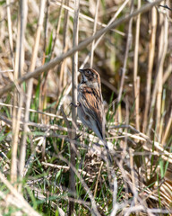 Tree Sparrow Perching on Reeds