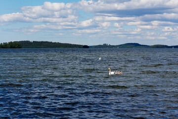 White mother swan swims with little chickens. Beautiful landscape with clouds over the lake