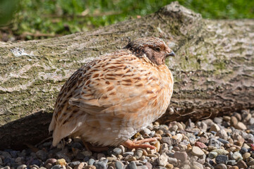 Japanese Quail Standing near a Fallen Tree
