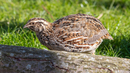Japanese Quail Standing near a Fallen Tree