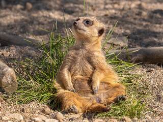 Young Meerkat Resting on the Ground