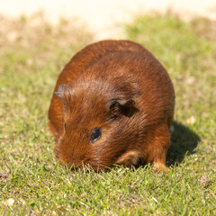 Guinea Pig Walking on Grass