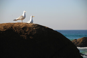 Fototapeta premium birds in a rock on the sea
