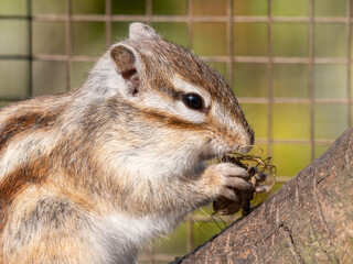 Eastern Chipmunk Feeding