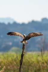 Fototapeta na wymiar Osprey (Pandion haliaetus) resting on a vertical log, with wings spread