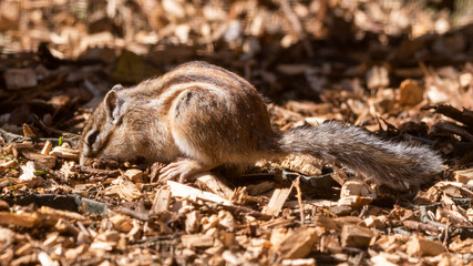 Eastern Chipmunk on the Ground