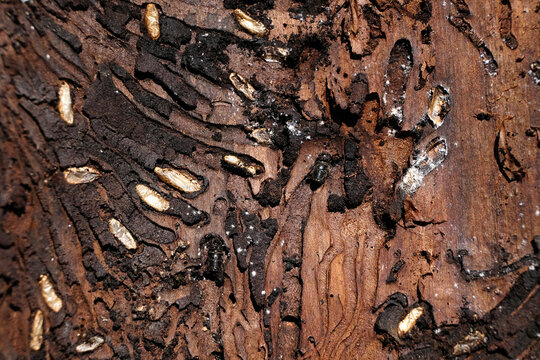 Borkenk&auml;ferbefall auf der Innenseite von Baumrinde mit Brutg&auml;ngen und Larven von Borkenk&auml;fern - Stockfoto