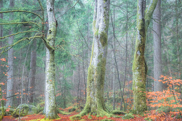 Three large beech tree trunks stand tall in front of autumn woodland pine forest of douglas firs at the Hermitage near Dunkeld, Scotland