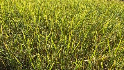 Yellow rice fields ready for morning harvest.