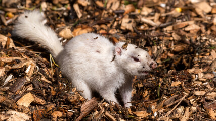 Albino Chipmunk on the Ground