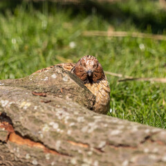 Japanese Quail Standing near a Fallen Tree