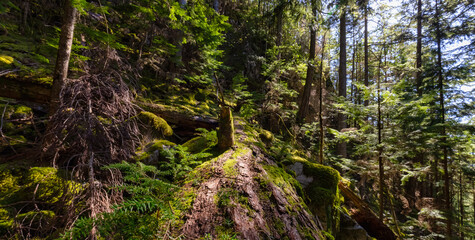 Mystical View of the Rain Forest during a sunny Spring Season. Shannon Falls Provincial Park,...