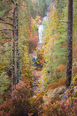 Falls of Bruar waterfall in autumn from a coniferous pine forest woodland nature trail in wilderness at Perth and Kinross, Scotland. © Stephen