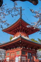 川越大師喜多院　多宝塔と桜