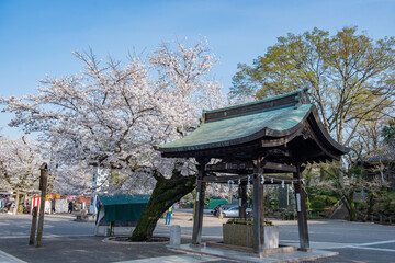 川越大師喜多院　手水舎と桜