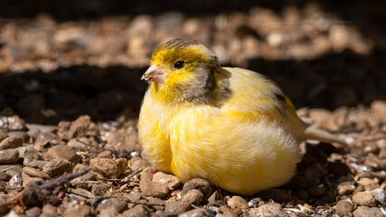 Yellow Canary Walking on the Ground