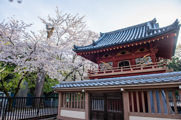 川越大師喜多院　鐘楼門と桜