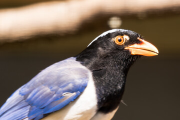 Close Up Red-billed Blue Magpie