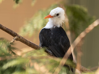 White-headed Black Bulbul Perched in a Tree