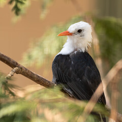 White-headed Black Bulbul Perched in a Tree