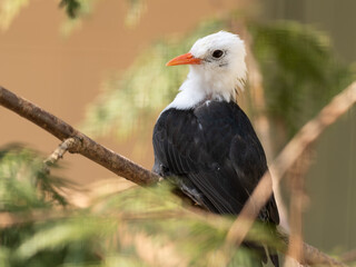 White-headed Black Bulbul Perched in a Tree