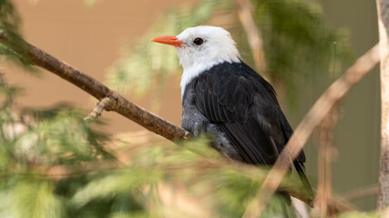 White-headed Black Bulbul Perched in a Tree