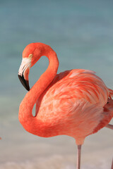 Flamingo at Aruba