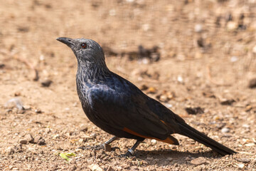 Red-Winged Starling on the Ground