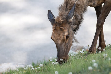 Deer in Banff and Jasper National Park