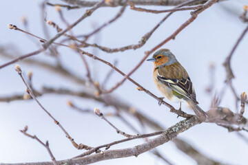 Obraz premium The common chaffinch or simply the chaffinch (Fringilla coelebs)