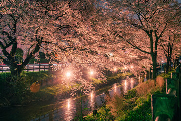 川越 新河岸川の夜桜