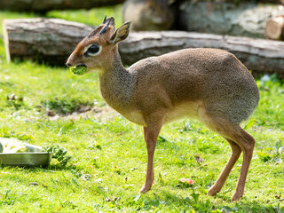 Small Agouti Feeding on Veg