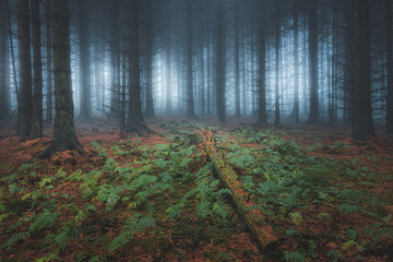 A dark and moody, haunted woodland forest with atmospheric mist and fog at Blairadam Wood near Kelty, Fife, Scotland.