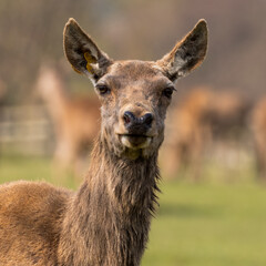 Portrait Young Red Deer