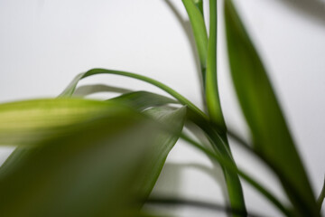 Fototapeta premium lily of the valley in the garden