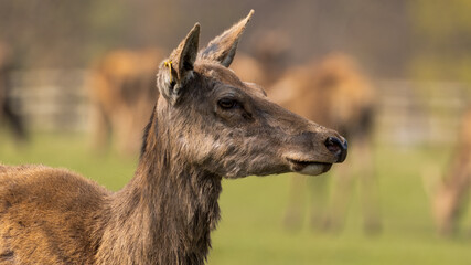 Portrait Young Red Deer