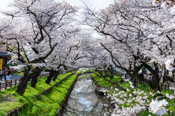 川越 新河岸川の桜並木