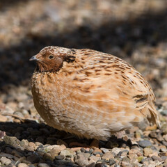 Japanese Quail Resting on the Ground